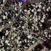 ヒメ日記 2025/04/02 18:48 投稿 ここみ ワンダフル