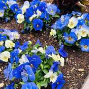 ヒメ日記 2025/05/20 13:42 投稿 麻央 出会い系人妻ネットワーク 五反田～品川編