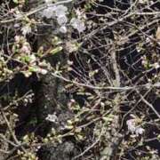 ヒメ日記 2025/03/27 05:59 投稿 向井すみれ ミセス大阪十三店