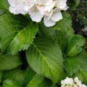 ヒメ日記 2025/06/04 15:30 投稿 向井すみれ ミセス大阪十三店