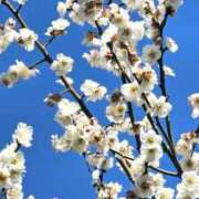 ヒメ日記 2025/02/19 20:36 投稿 桜木 熟女の風俗最終章 新横浜店