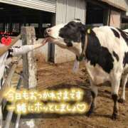 ヒメ日記 2025/03/26 19:36 投稿 桜木 熟女の風俗最終章 新横浜店