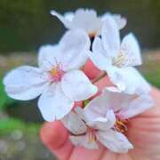 ヒメ日記 2025/03/31 22:36 投稿 桜木 熟女の風俗最終章 新横浜店