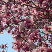 ヒメ日記 2025/04/01 13:06 投稿 桜木 熟女の風俗最終章 新横浜店