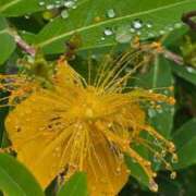 ヒメ日記 2025/05/26 11:37 投稿 桜木 熟女の風俗最終章 新横浜店