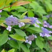 ヒメ日記 2025/05/27 10:00 投稿 桜木 熟女の風俗最終章 新横浜店