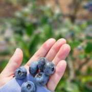 ヒメ日記 2025/07/01 20:56 投稿 桜木 熟女の風俗最終章 新横浜店