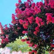 ヒメ日記 2025/07/30 21:06 投稿 桜木 熟女の風俗最終章 新横浜店