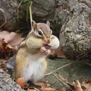 ヒメ日記 2025/11/14 23:56 投稿 桜木 熟女の風俗最終章 新横浜店