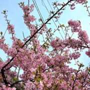 ヒメ日記 2026/02/25 13:32 投稿 桜木 熟女の風俗最終章 新横浜店