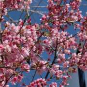 ヒメ日記 2026/03/05 21:16 投稿 桜木 熟女の風俗最終章 新横浜店