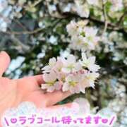 ヒメ日記 2026/03/07 17:16 投稿 桜木 熟女の風俗最終章 新横浜店