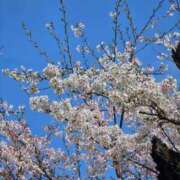 ヒメ日記 2026/04/02 12:56 投稿 桜木 熟女の風俗最終章 新横浜店