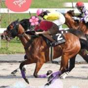 ヒメ日記 2026/04/26 20:26 投稿 桜木 熟女の風俗最終章 新横浜店