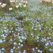 ヒメ日記 2025/05/25 19:26 投稿 ともえ 熟女家 京橋店