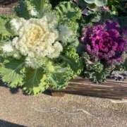 ヒメ日記 2026/01/12 17:36 投稿 ともえ 熟女家 京橋店