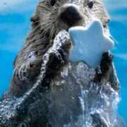 ヒメ日記 2025/01/24 08:22 投稿 椿さく ウルトラグレイス24