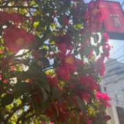 ヒメ日記 2025/02/14 16:50 投稿 椿さく ウルトラグレイス24