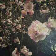 ヒメ日記 2025/02/28 22:50 投稿 椿さく ウルトラグレイス24