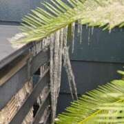 ヒメ日記 2025/03/05 18:23 投稿 椿さく ウルトラグレイス24