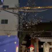 ヒメ日記 2025/03/26 23:30 投稿 椿さく ウルトラグレイス24