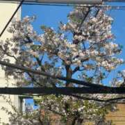 ヒメ日記 2025/04/08 22:50 投稿 椿さく ウルトラグレイス24