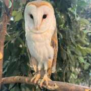 ヒメ日記 2025/05/29 18:20 投稿 椿さく ウルトラグレイス24