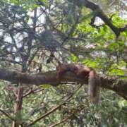 ヒメ日記 2025/07/22 23:30 投稿 椿さく ウルトラグレイス24