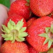 ヒメ日記 2025/03/17 14:49 投稿 結月 KINDAN-禁断-