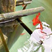 ヒメ日記 2025/05/31 12:52 投稿 結月 KINDAN-禁断-