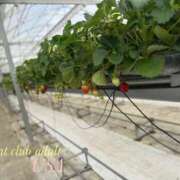 ヒメ日記 2026/01/26 14:24 投稿 うさ タレント倶楽部アダルト