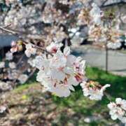 ヒメ日記 2025/04/07 06:20 投稿 田中 人妻楼 木更津店