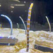 ヒメ日記 2025/08/21 10:18 投稿 なほ 大阪ぽっちゃりマニア 十三店