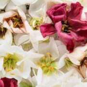 ヒメ日記 2025/12/31 11:12 投稿 なほ 大阪ぽっちゃりマニア 十三店