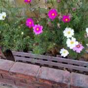 ヒメ日記 2025/11/17 12:26 投稿 山岸 西船橋おかあさん