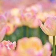 ヒメ日記 2026/02/18 17:32 投稿 なな 梅田アバンチュール