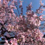 あみ 近所の枝垂桜も咲いてきました🌸 東京リップ 立川店