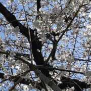 ヒメ日記 2025/04/07 18:41 投稿 るい 風鈴（ふうりん）