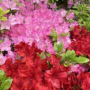 ヒメ日記 2025/04/24 15:18 投稿 るい 風鈴（ふうりん）