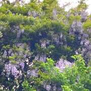 ヒメ日記 2025/04/28 15:29 投稿 るい 風鈴（ふうりん）