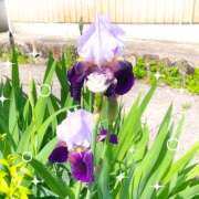 ヒメ日記 2025/05/20 13:44 投稿 るい 風鈴（ふうりん）