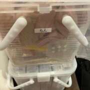 ヒメ日記 2025/01/25 15:00 投稿 らん チューリップ熊本店