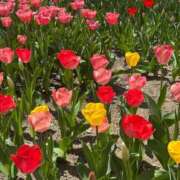 ヒメ日記 2025/05/01 16:37 投稿 れな いざ候 本館