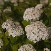 ヒメ日記 2025/06/20 03:17 投稿 れな いざ候 本館