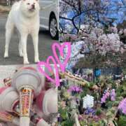 ヒメ日記 2026/04/17 09:31 投稿 やえ モアグループ熊谷人妻花壇