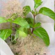 ヒメ日記 2025/07/04 16:58 投稿 りりぃ【大人女子】 Select(セレクト)