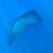 ヒメ日記 2025/07/02 03:27 投稿 なお 谷町豊満奉仕倶楽部