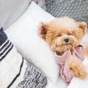 ヒメ日記 2025/05/29 12:15 投稿 まお コートダジュール