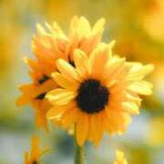 ヒメ日記 2025/06/27 07:45 投稿 まお コートダジュール