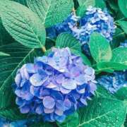 ヒメ日記 2026/01/10 07:15 投稿 まお コートダジュール